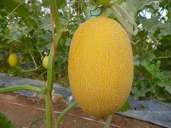 <strong>“中国尊龙官方网站科技甜瓜品种：甜瓜的营养价值</strong>