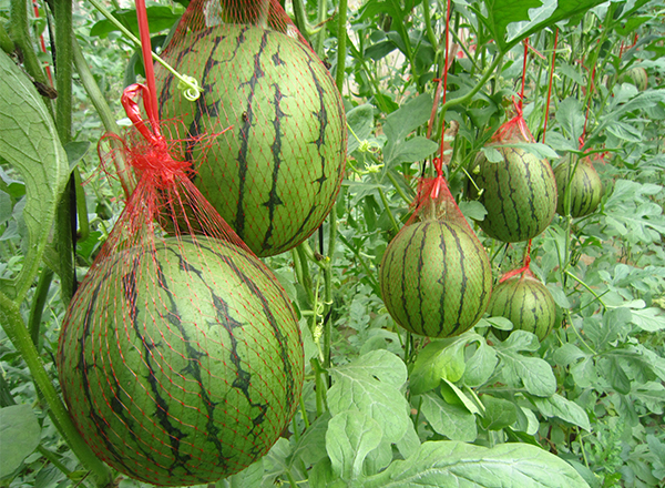 <strong>“中国尊龙官方网站科技西瓜品种：无籽西瓜栽培管理</strong>