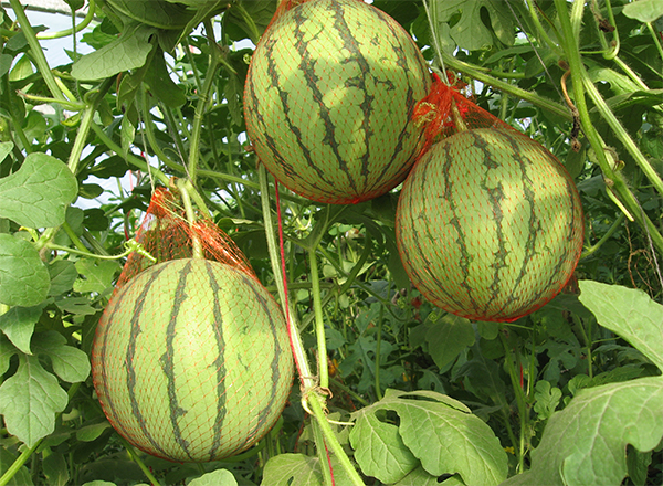 <strong>“中国尊龙官方网站科技西瓜品种：无籽西瓜田间管理</strong>