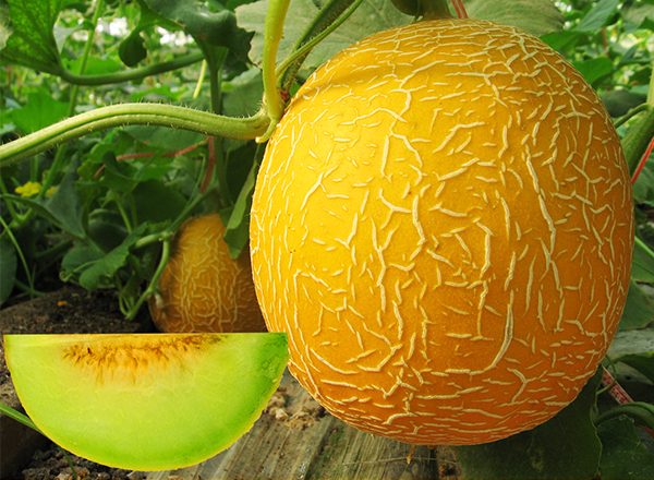 <strong>“中国尊龙官方网站科技甜瓜品种：甜瓜的兴起之路</strong>